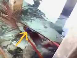 Octopus Blanket, Spesies Langka Ditemukan Warga Kepulauan Poat Banggai