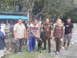 Pemdes Bungawon Serahkan 49 Kambing Kacang Pada 3 Kelompok Ternak