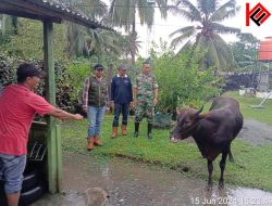 Maknai Idul Adha, 11 Hewan Qurban Disembelih PT. KFM