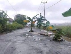 Jalan Poros Rusak Parah Ditanami Pohon Pisang Warga Desa Bantayan