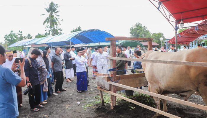 Sapi Kurban Bantuan Presiden Prabowo Seberat 870 Kg Diserahkan Bupati Amirudin di Desa Cendana Pura