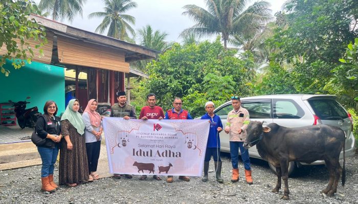Rayakan Idul Adha 1446 H, PT. Koninis Fajar Mineral Sebar 11 Ekor Sapi Qurban Untuk Umat Muslim
