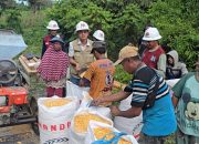 Sinergi Tani dan Tambang, Kelompok Petani Limbokon Desa Koninis Panen Jagung 1 Ton