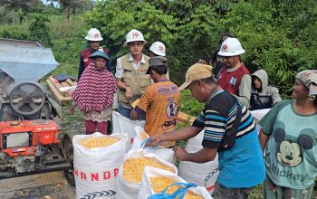 Sinergi Tani dan Tambang, Kelompok Petani Limbokon Desa Koninis Panen Jagung 1 Ton
