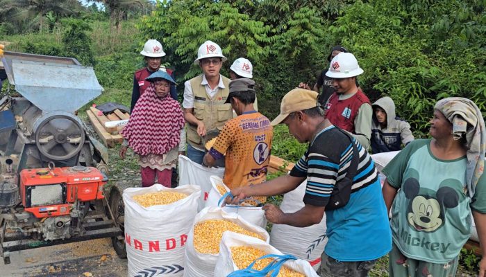 Sinergi Tani dan Tambang, Kelompok Petani Limbokon Desa Koninis Panen Jagung 1 Ton
