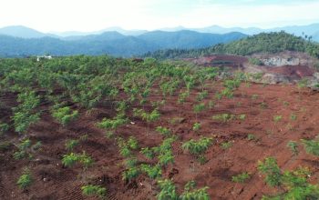 Environment PT KFM Kelola 30.000 Bibit Pohon Untuk Hijaukan 10 Hektar Lahan Bekas Tambang Nikel