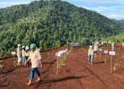 Semangat Pahlawan, Hijaukan Bumi: PT KFM Tanam Ribuan Pohon di Lahan Bekas Tambang