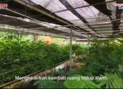 Revegetasi Ribuan Pohon : Menilik Pemulihan Lanskap di Kawasan Tambang Banggai