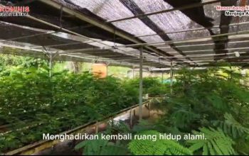 Revegetasi Ribuan Pohon : Menilik Pemulihan Lanskap di Kawasan Tambang Banggai