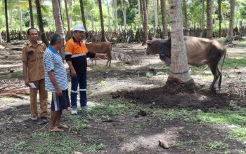 Rayakan Idul Adha, PT BPSP Distribusikan  Bantuan Hewan Kurban ke 3 Desa Lingkar Tambang
