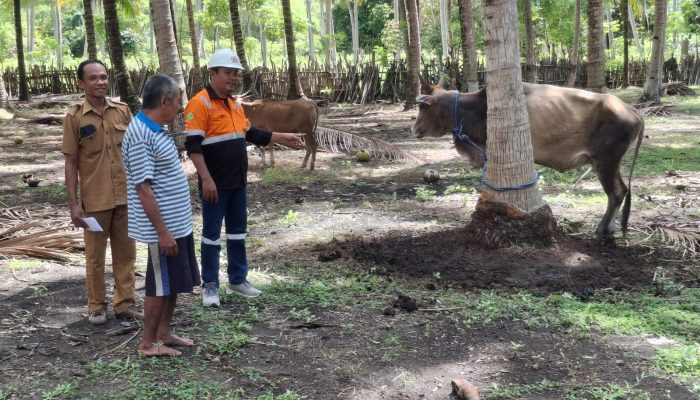 Rayakan Idul Adha, PT BPSP Distribusikan  Bantuan Hewan Kurban ke 3 Desa Lingkar Tambang