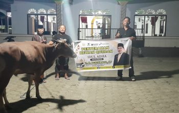 Beniyanto Tamoreka Salurkan 17 Ekor Sapi Qurban untuk Masyarakat Banggai dan Morowali Utara