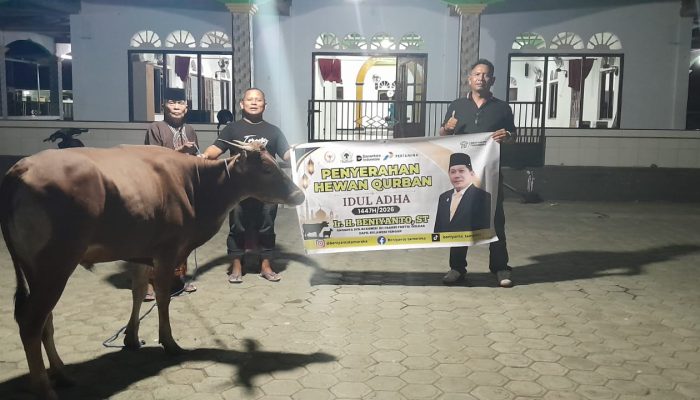 Beniyanto Tamoreka Salurkan 18 Ekor Sapi Qurban untuk Masyarakat Banggai, Palu dan Morowali Utara
