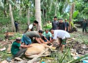 13 Ekor Sapi Qurban Disumbangkan PT. Koninis Fajar Mineral ke Desa Lingkar Tambang