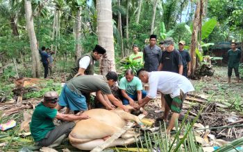 13 Ekor Sapi Qurban Disumbangkan PT. Koninis Fajar Mineral ke Desa Lingkar Tambang