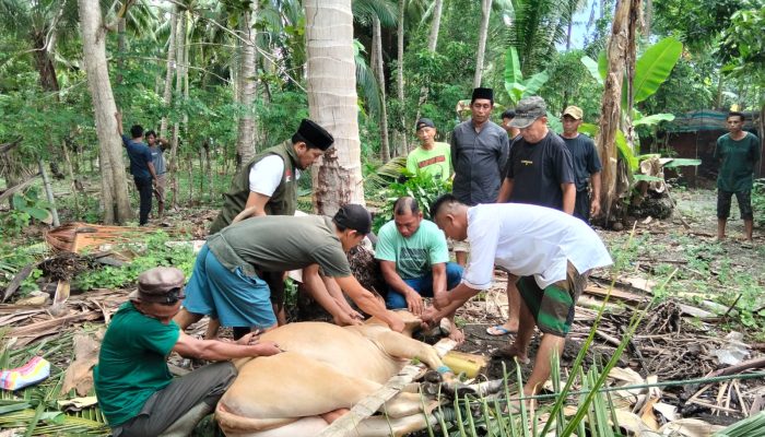 13 Ekor Sapi Qurban Disumbangkan PT. Koninis Fajar Mineral ke Desa Lingkar Tambang