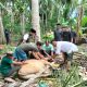 13 Ekor Sapi Qurban Disumbangkan PT. Koninis Fajar Mineral ke Desa Lingkar Tambang
