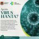 Dinkes Banggai Ingatkan Ancaman Virus Hanta, Kenali Gejala dan Pencegahannya